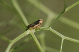 Cicadelle Philaenus spumarius